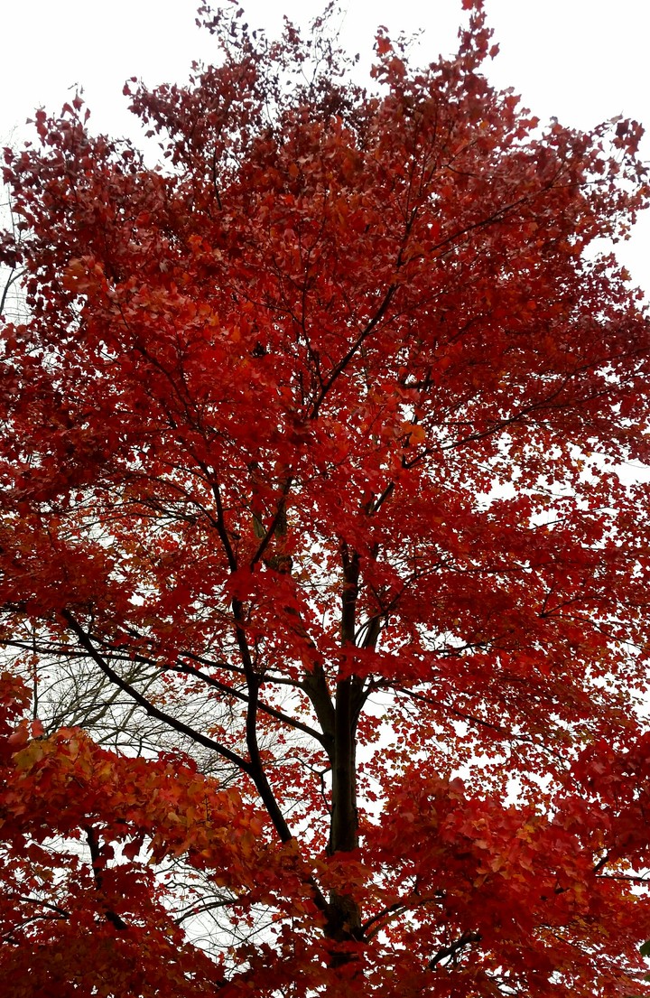 red, black, & white