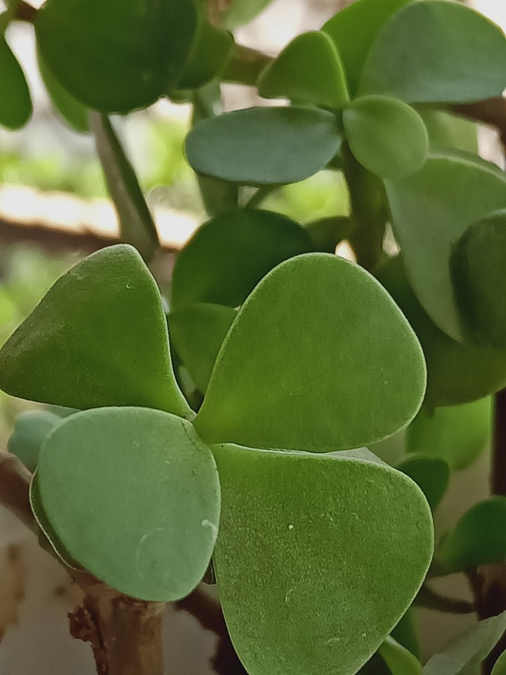 plant