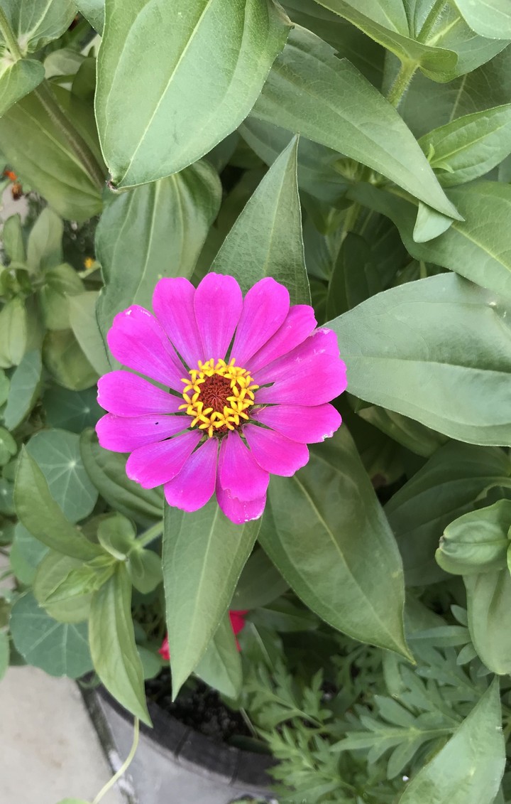 good flower
