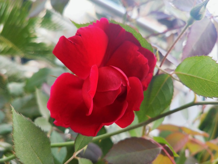 flowers