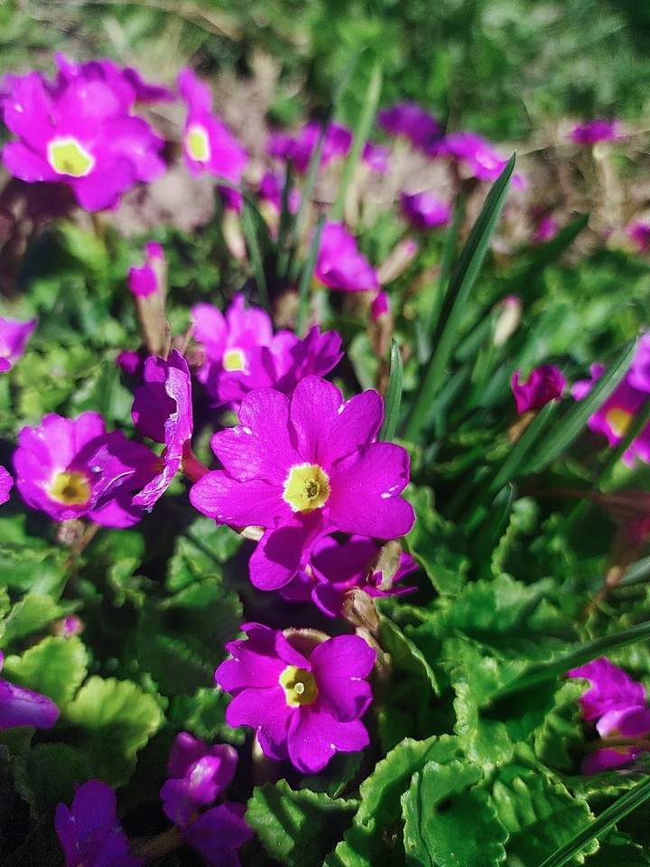flowers