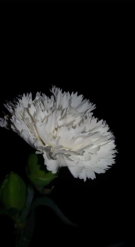 قرنفل