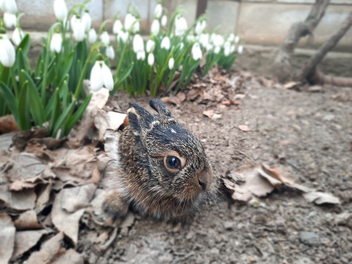 spring