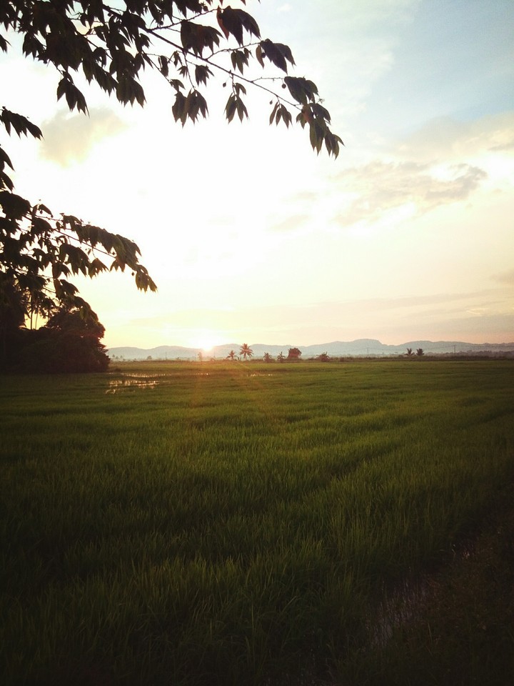 Paddy