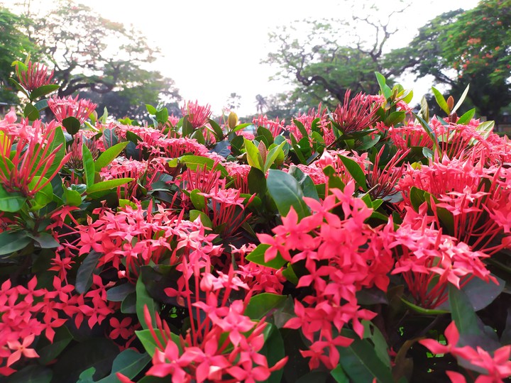 flower