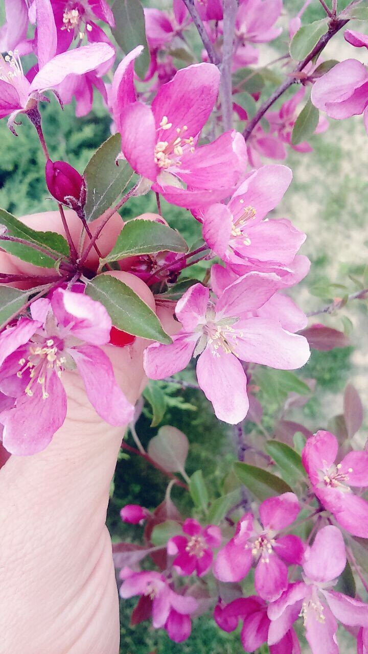 Cherry Blossom