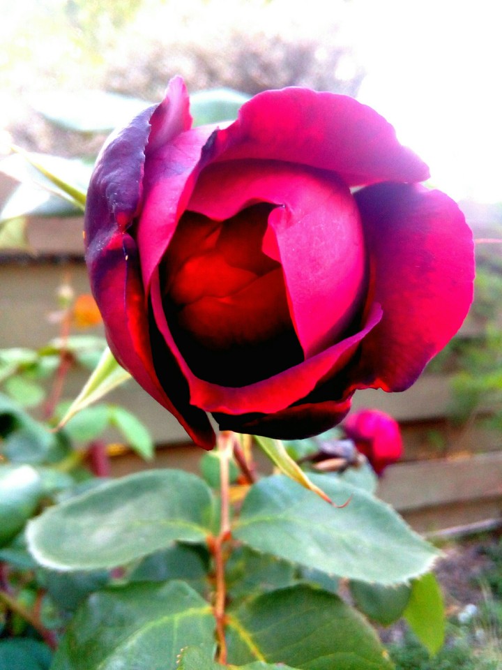 Rosey Red Rose