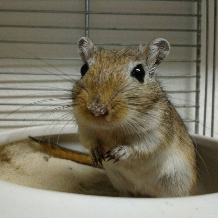 Gerbil
