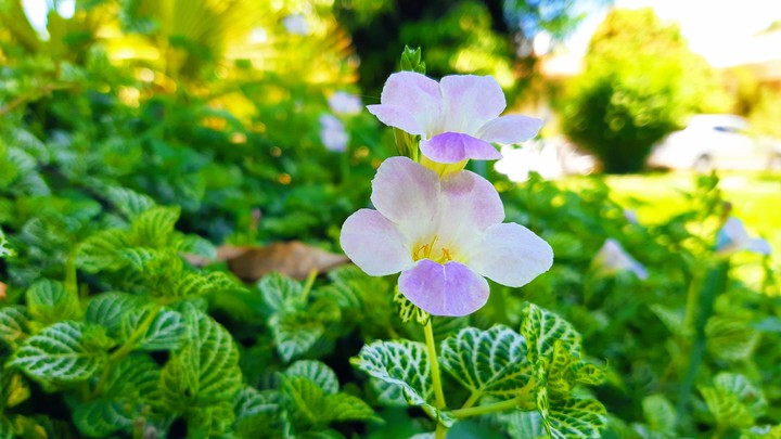 flor