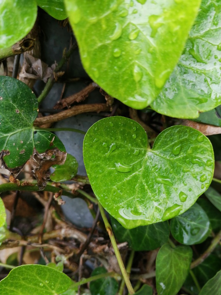 morning drops