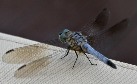 sfondi dragonfly, wing