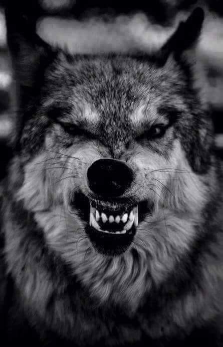 #wolf