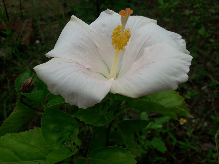nature