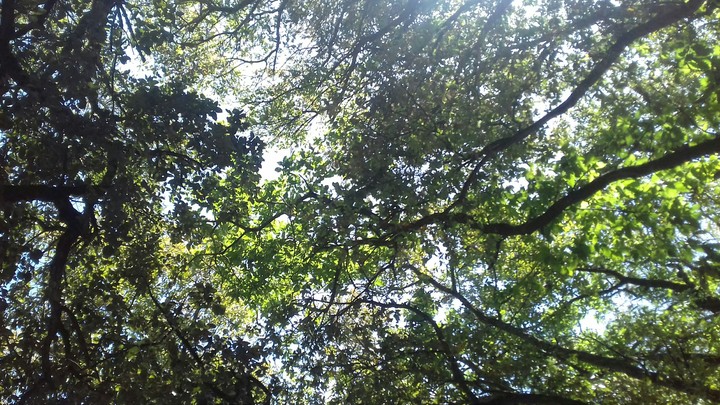 Trees