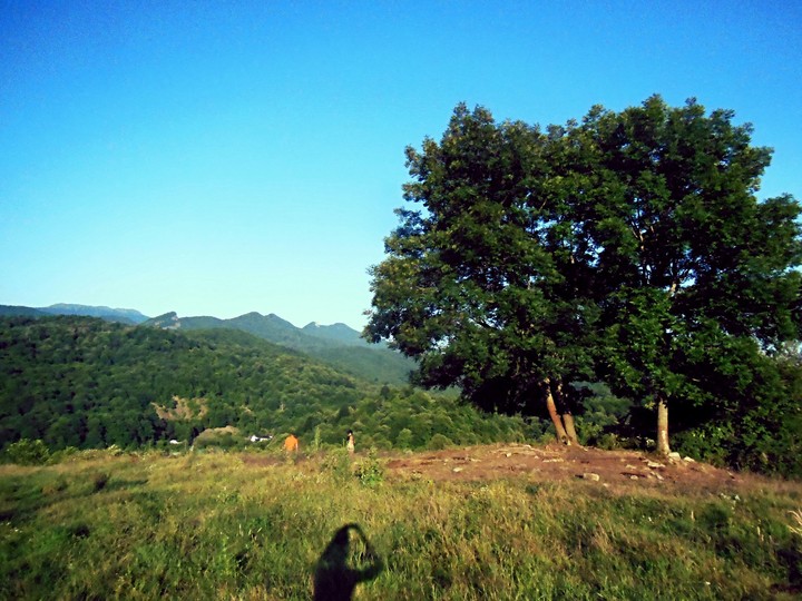 Two trees
