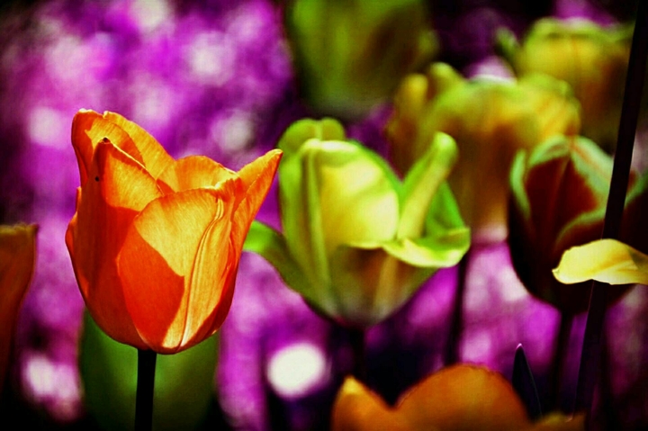 Tulpe