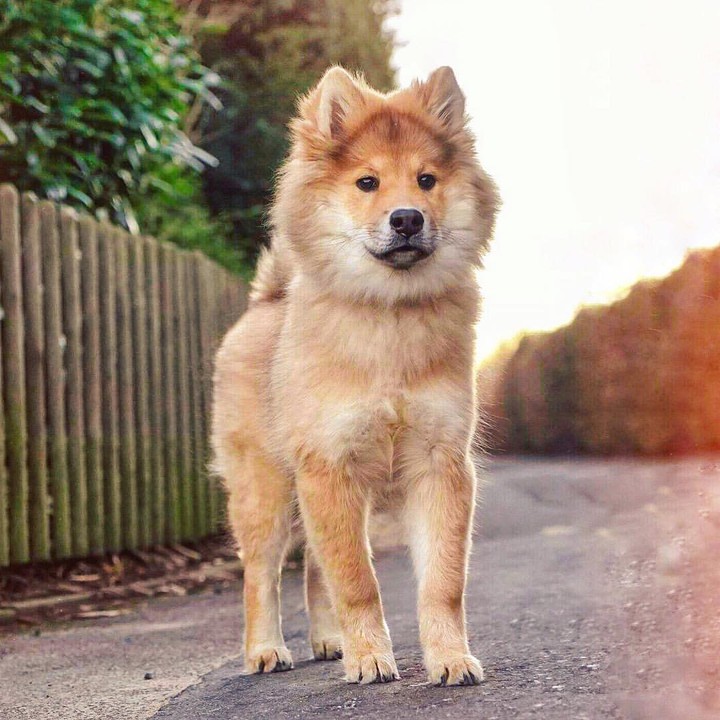 Dog