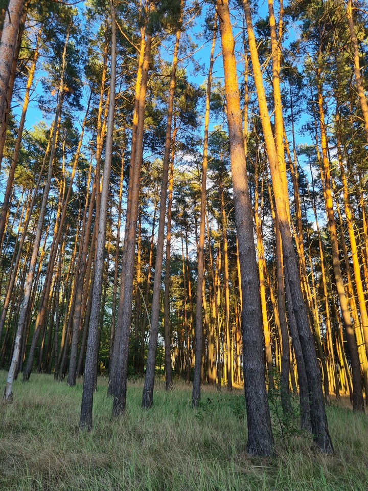 wood