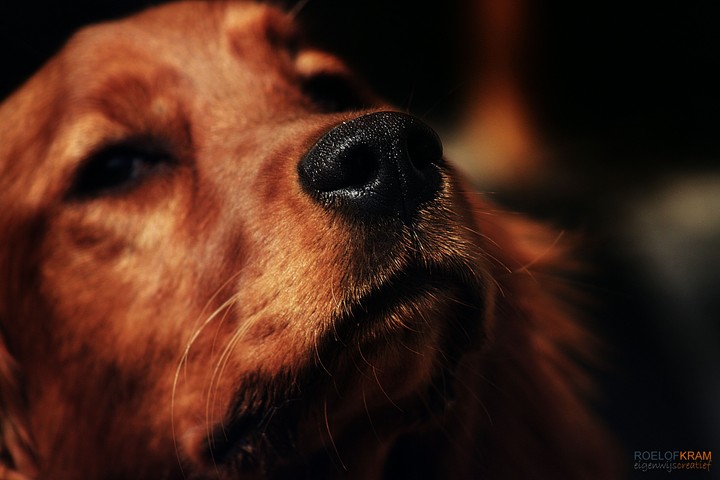 dog