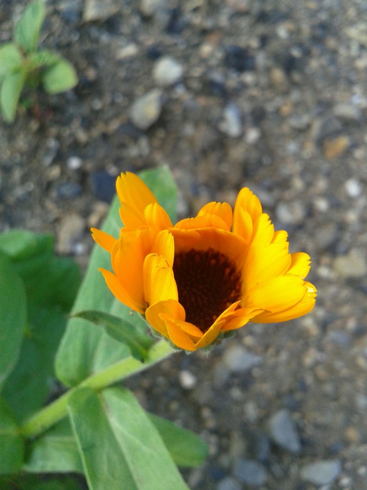 orange