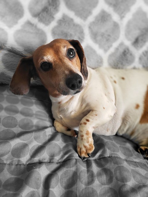 the dog