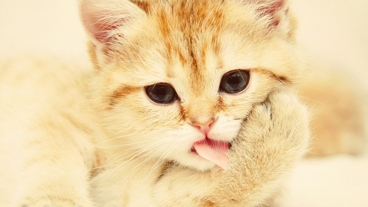 cat