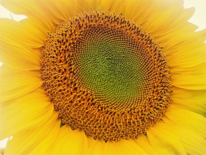 Beautiful Sunflower!