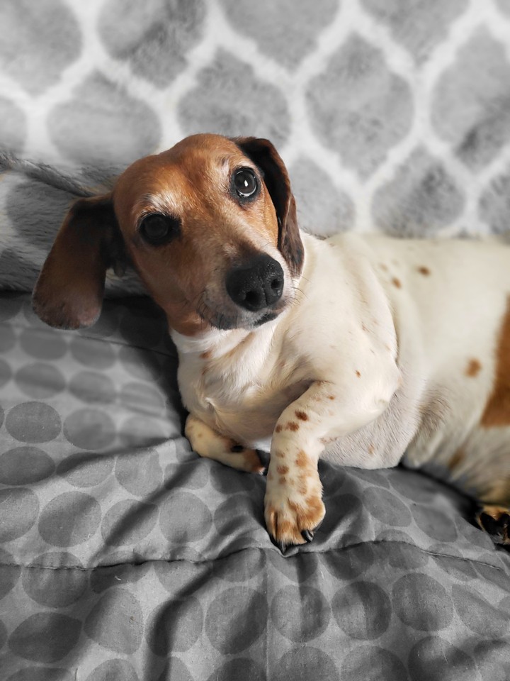 the dog