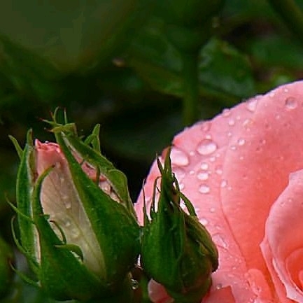 4x Rose