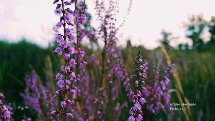 nature flowers.