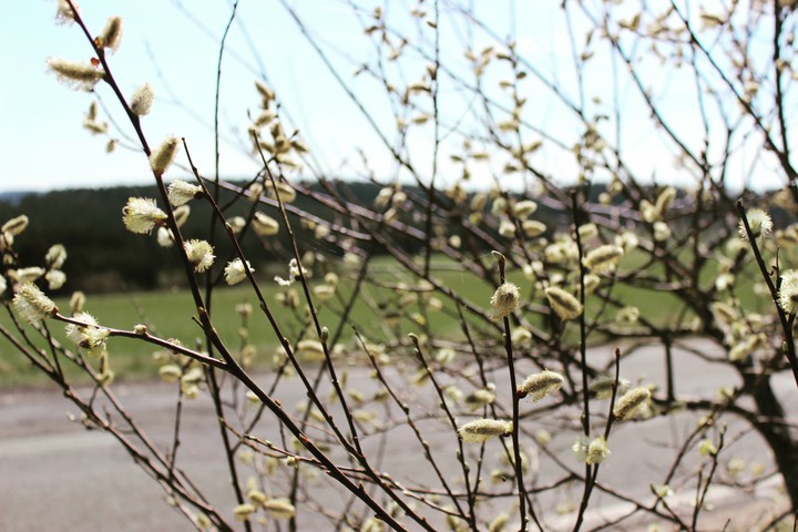 верба