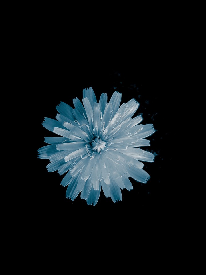 The Flower