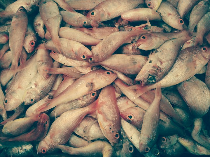 fishs