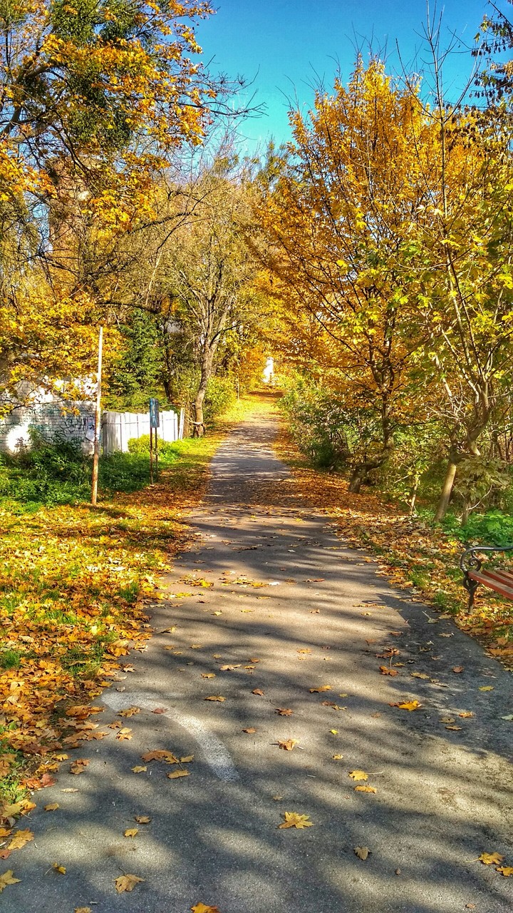 gold autumn