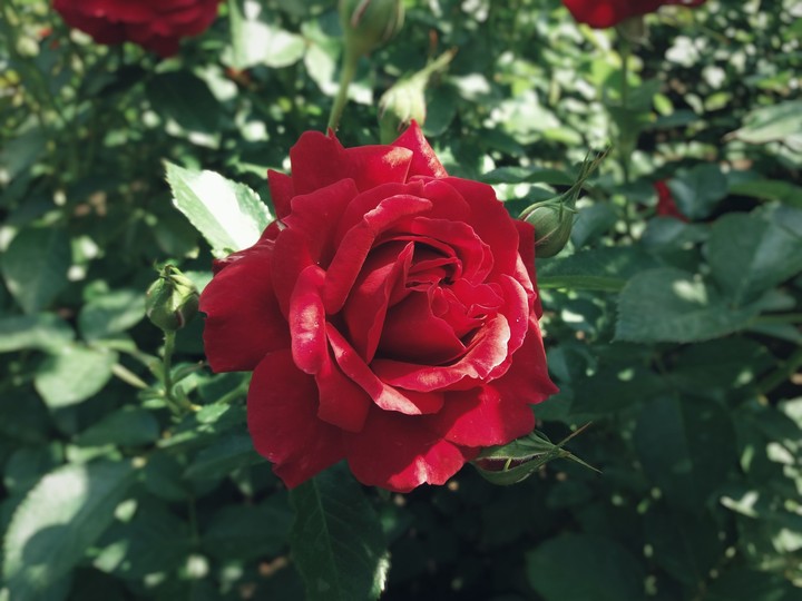 deep red