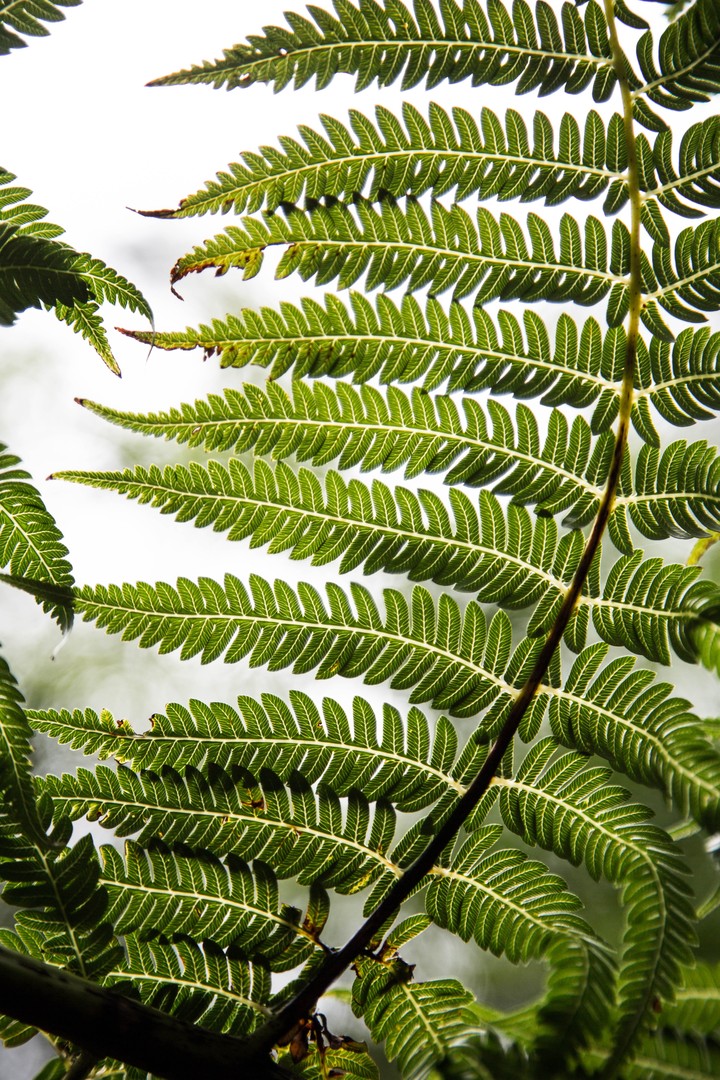 Fern Leaf Plant