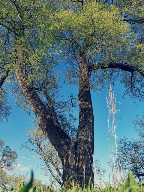 grass, trunk वॉलपेपर