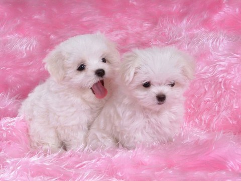 wallpaper bichon, maltese