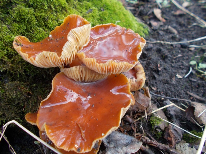 mushrooms in Ukrainian forest