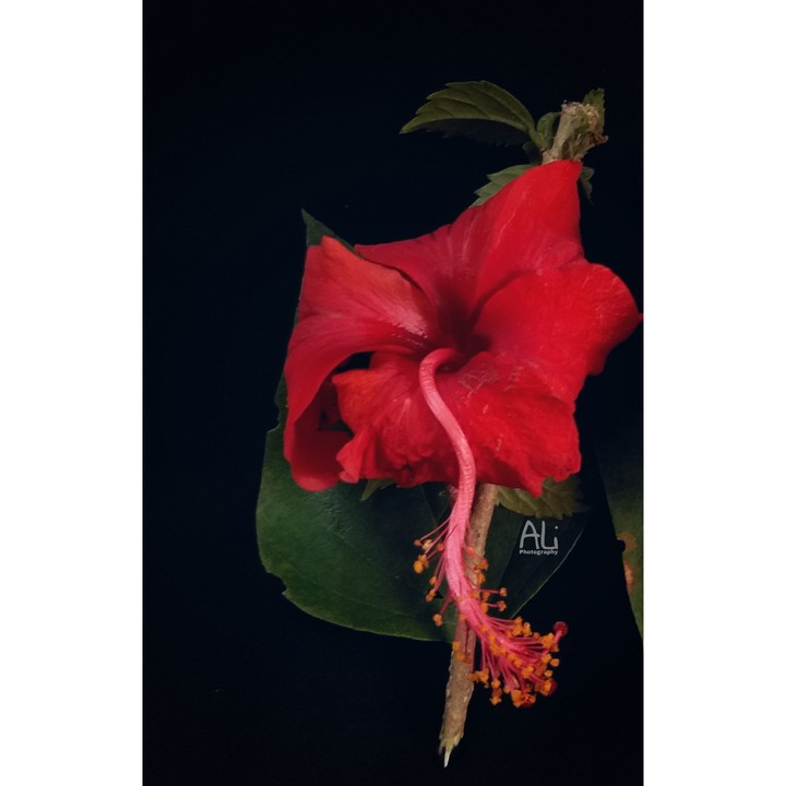 #mobile_click   #Chemparathi_flower