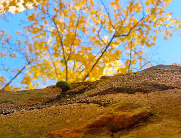 Autumn leafs