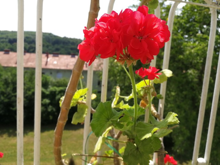 Pelargonie