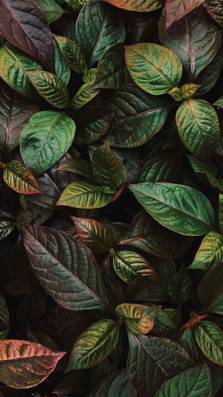 Plants