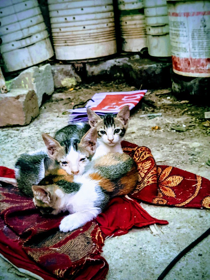 kitten#cat