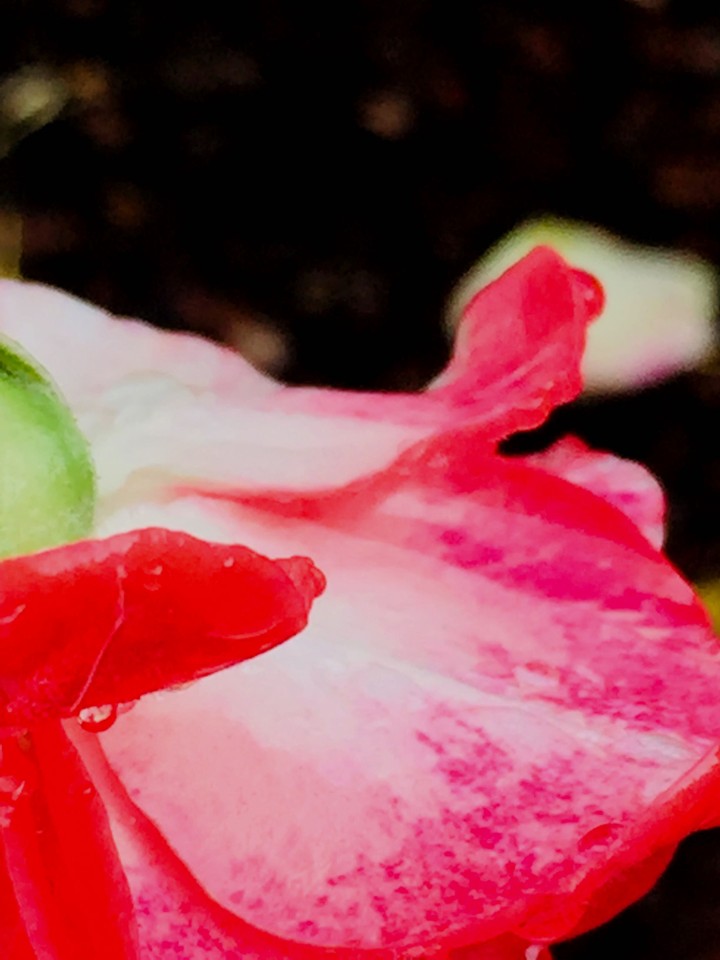red flower