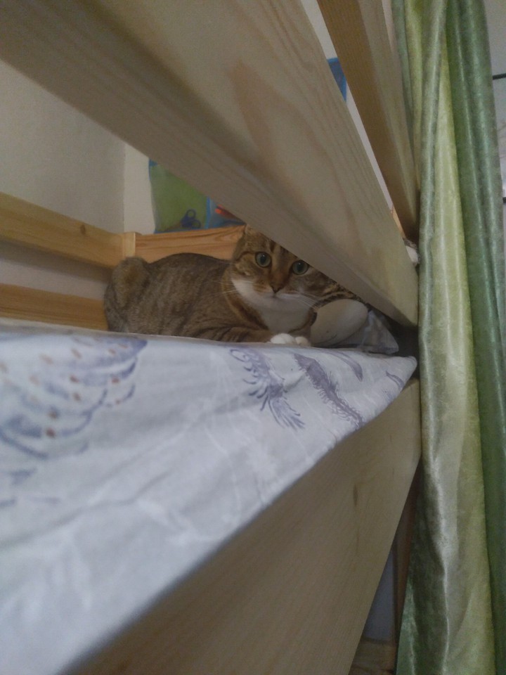 cat