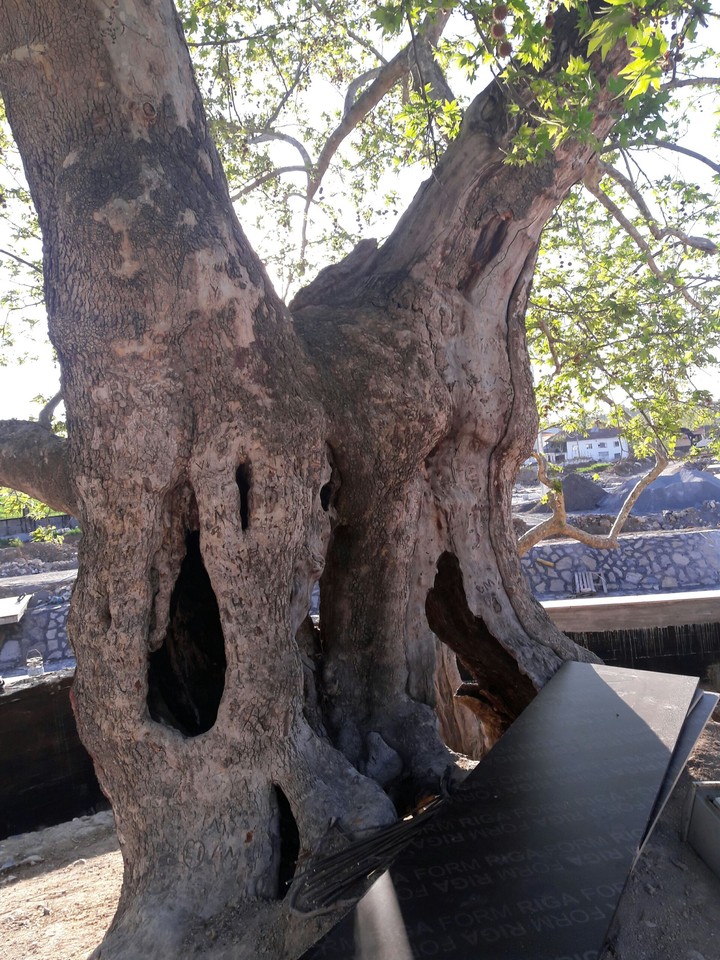 The Big Tree