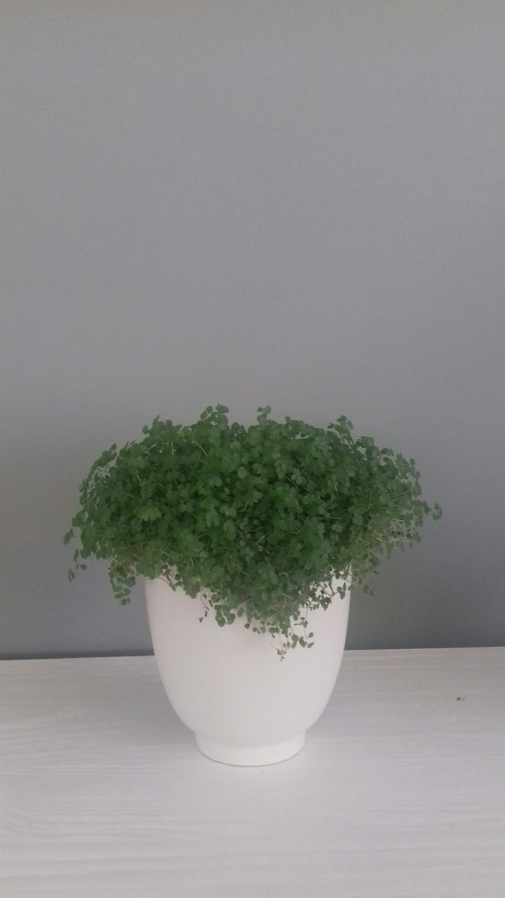plante