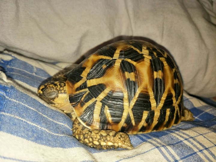 my cute pet
