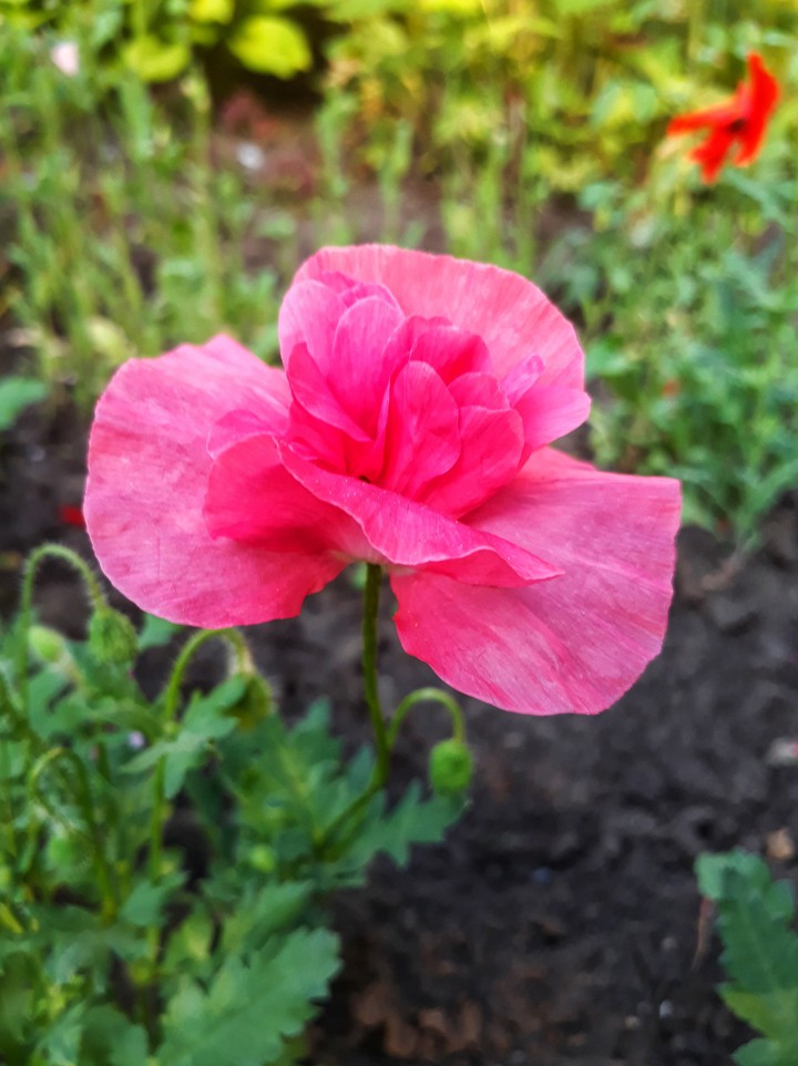 Poppy